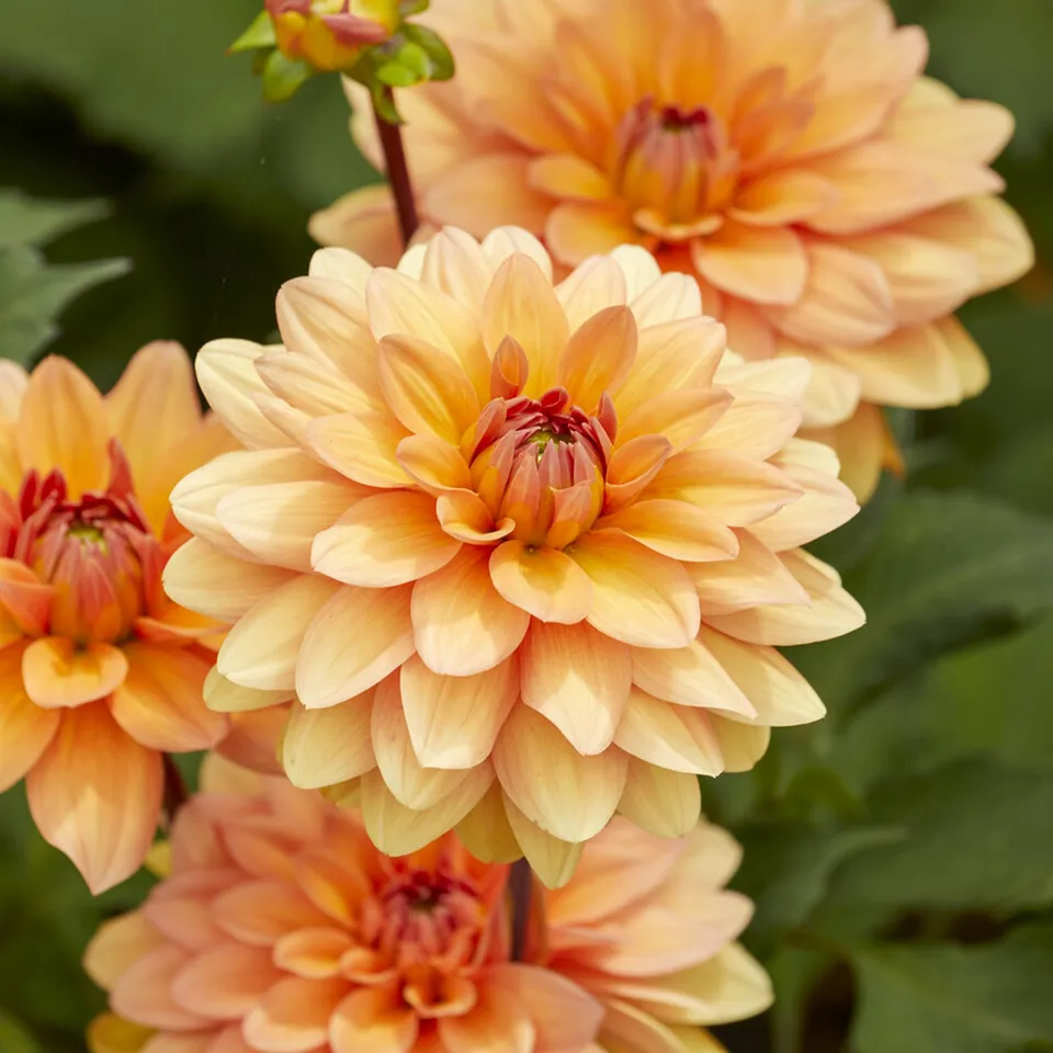 Bakker Yelno Harmony dahlia bulbe sachet 1 saumon 120cm