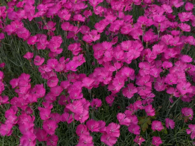 Passion Vivaces Dianthus 'Feuerhexe' œillet pot rose carmin