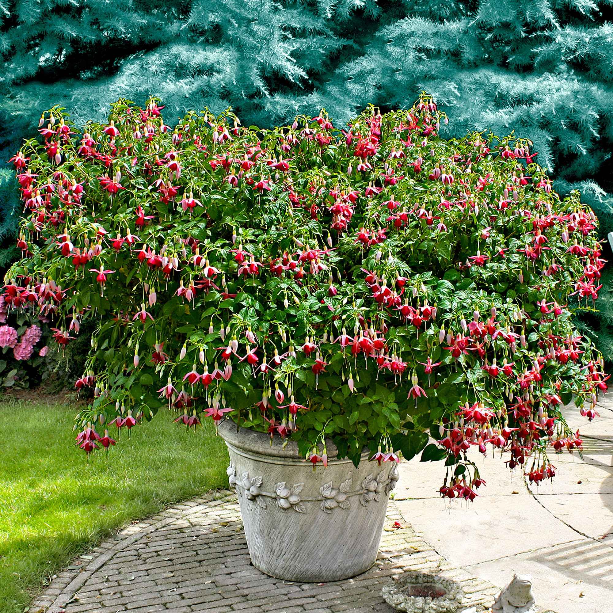 Bakker Celia Smedley fuchsia 3 pots Ø9cm rouge