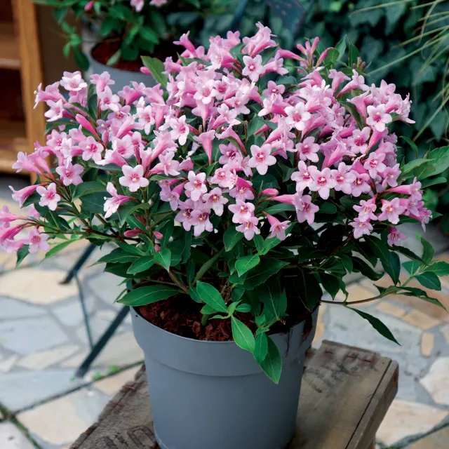 Bakker Weigelia Poupée rose arbuste nain pot 9cm