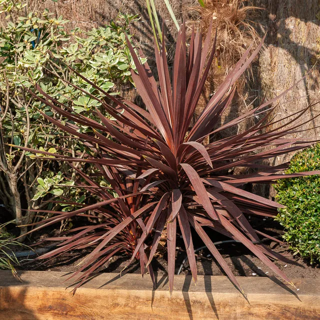 Bakker Cordyline Burgundy Spire arbuste pot 9cm feuillage rouge