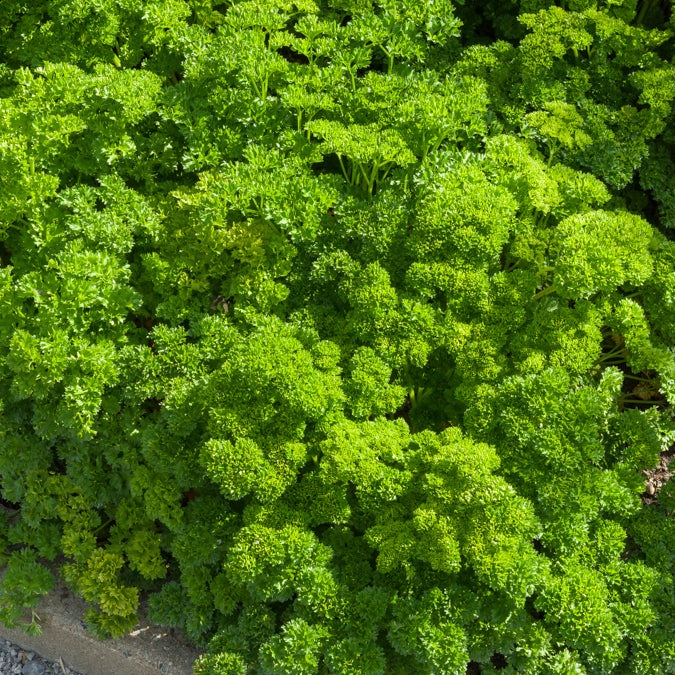 Bakker Persil frisé Bravour graines sachet 5 g potager