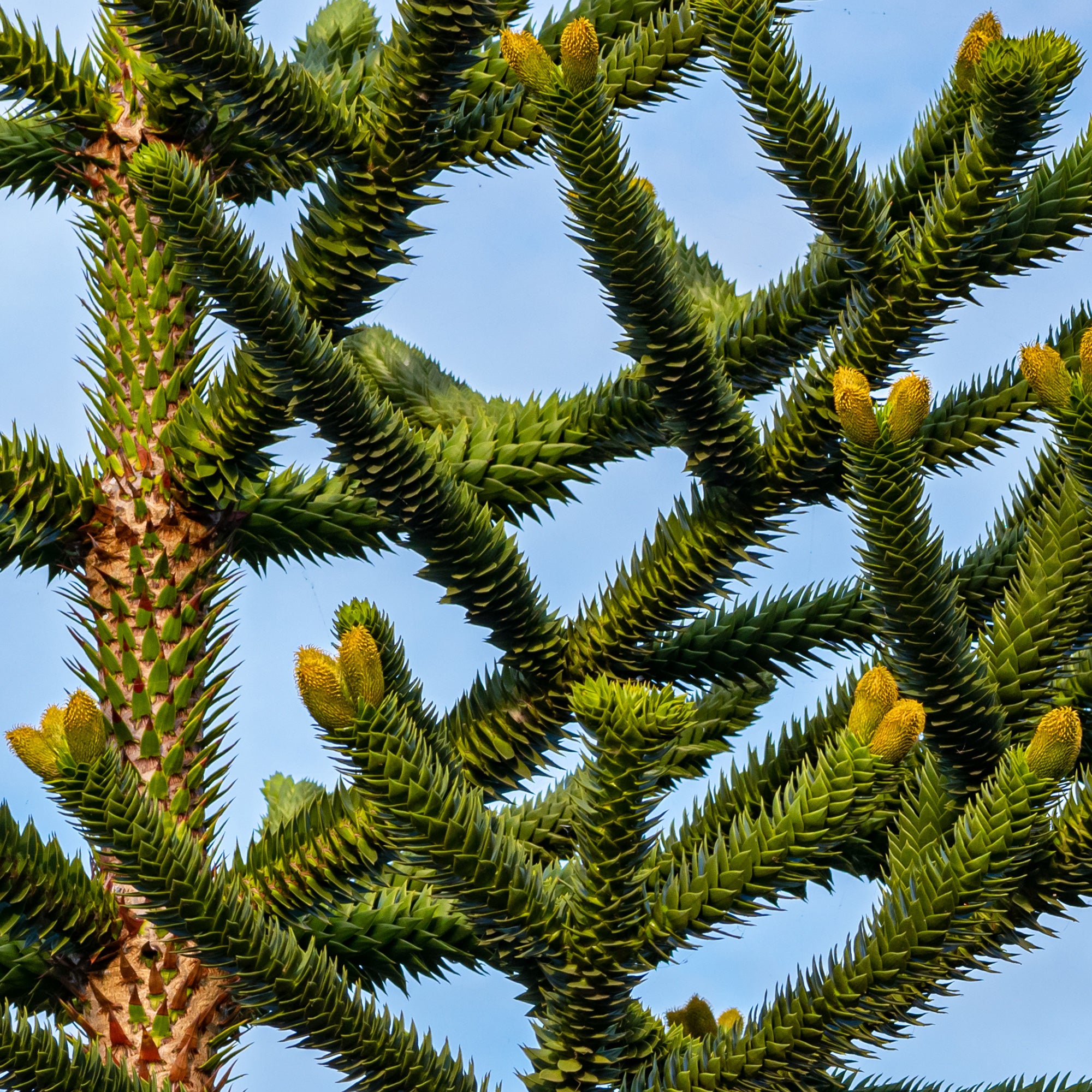 Bakker Araucaria Désespoir des singes conifère pot 1L rustique