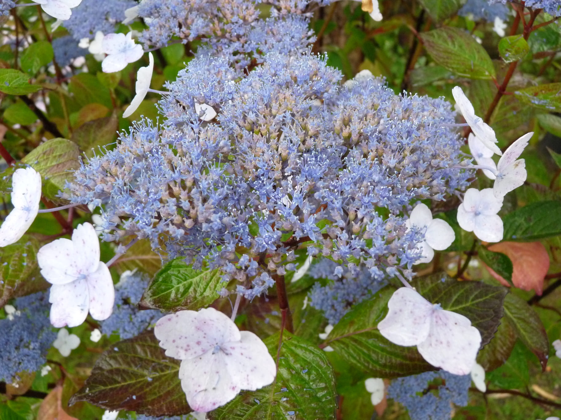 Les Hortensias du Haut Bois Belzonii hortensia serrata godet massif
