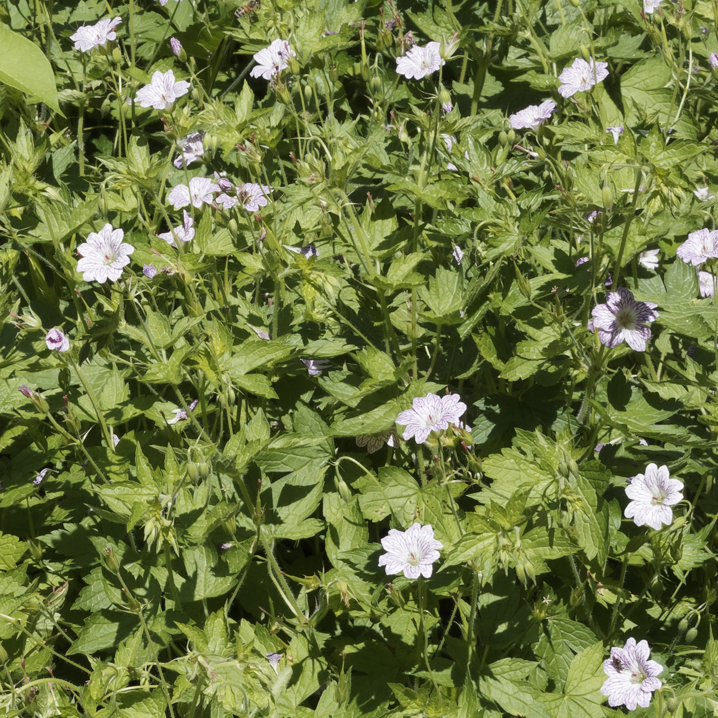 Bakker Plantes vivaces 3 Géraniums striés racines nues lot 3