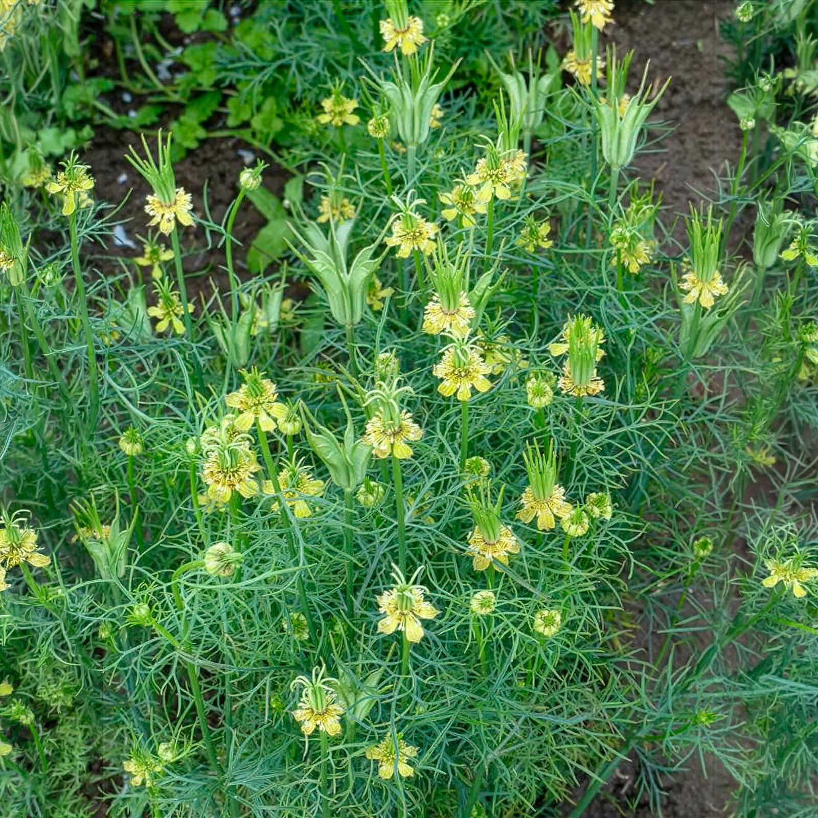 Bakker Transformer nigelle d'Orient sachet 1g jaune