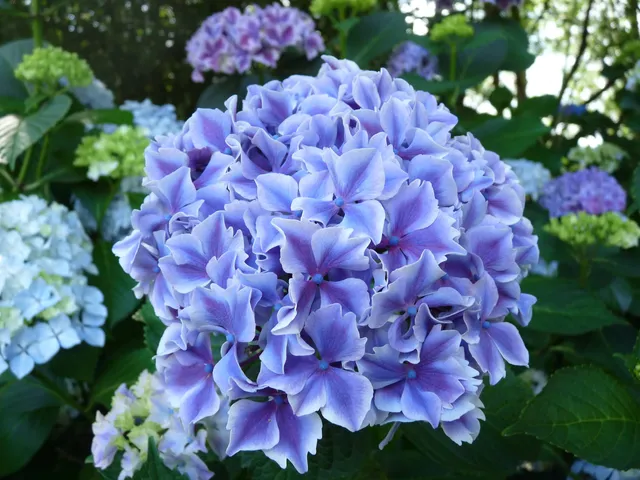 Les Hortensias du Haut Bois Lady Taïko hortensia boule fleurs rondes