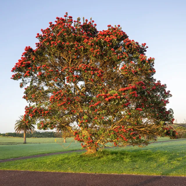 Bakker Arbustes Pohutukawa Metrosideros arbre fleuri pot 9cm