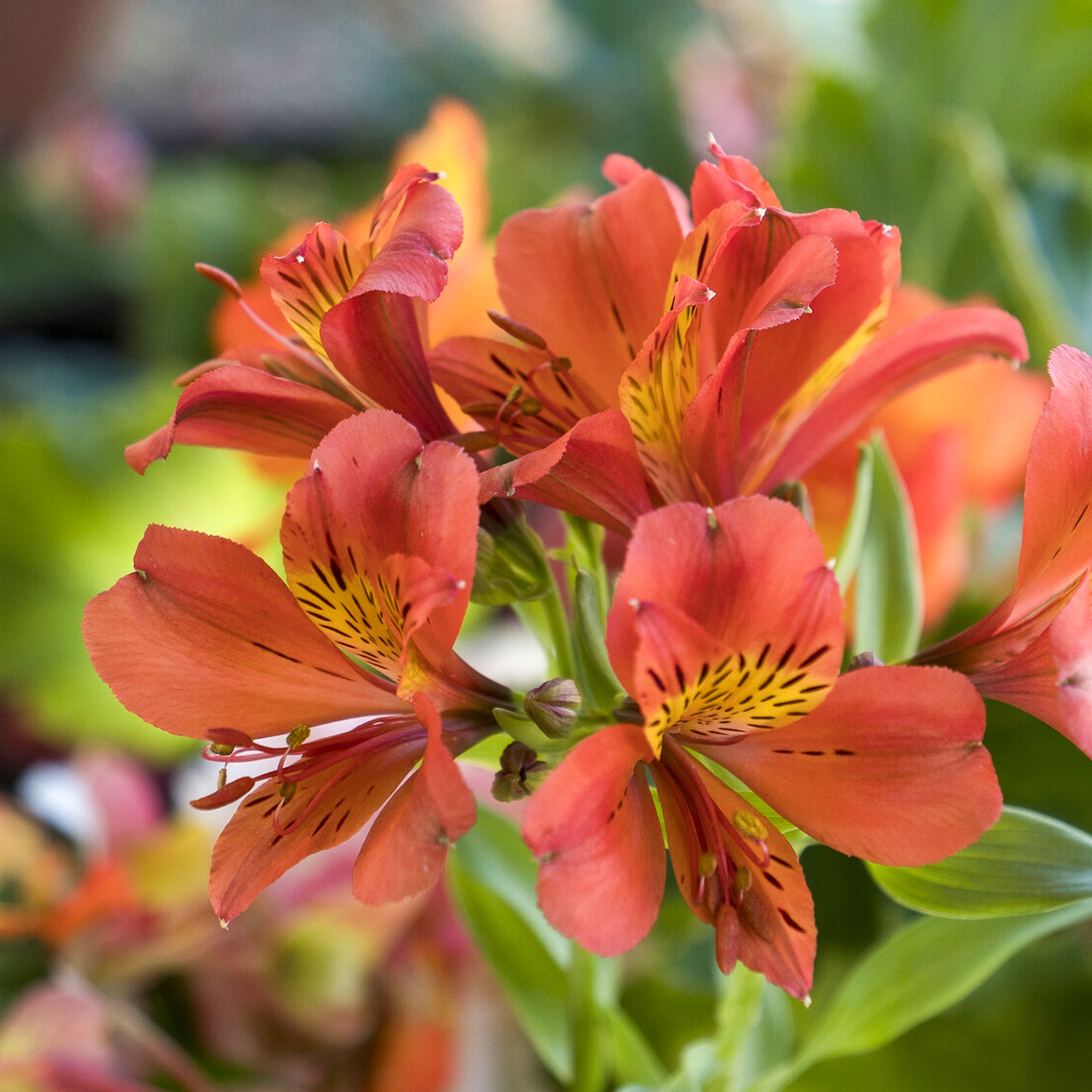Bakker Majestic Brissac lys des Incas pot Ø 9cm fleur orange