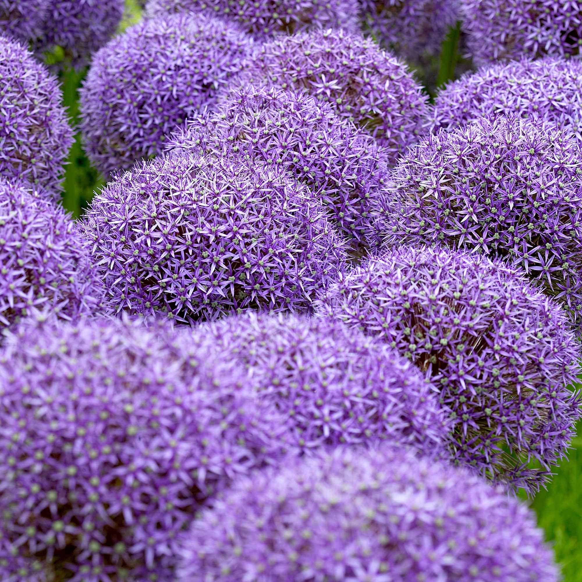 Bakker Globemaster ail ornement sachet 3 bulbes violet