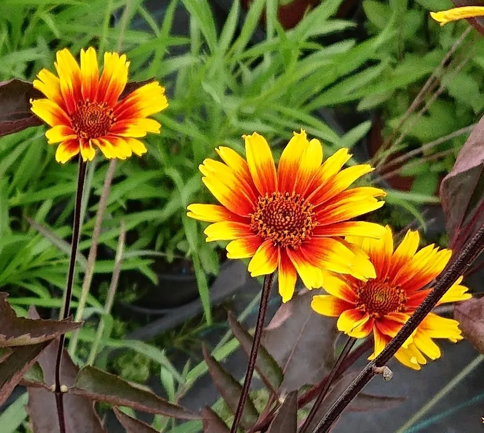 Passion Vivaces Heliopsis Burning Hearts plante vivace pot 1L fleurs jaunes