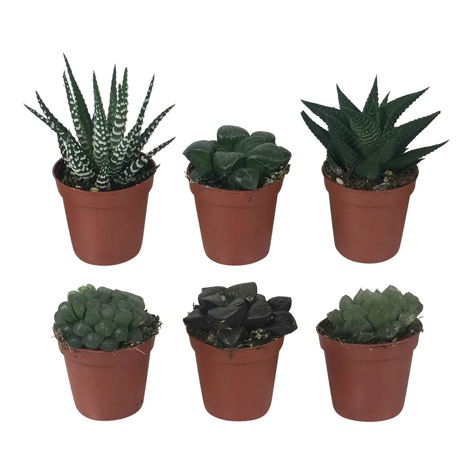 Bakker Haworthias mélange plante intérieur pot 5,5cm