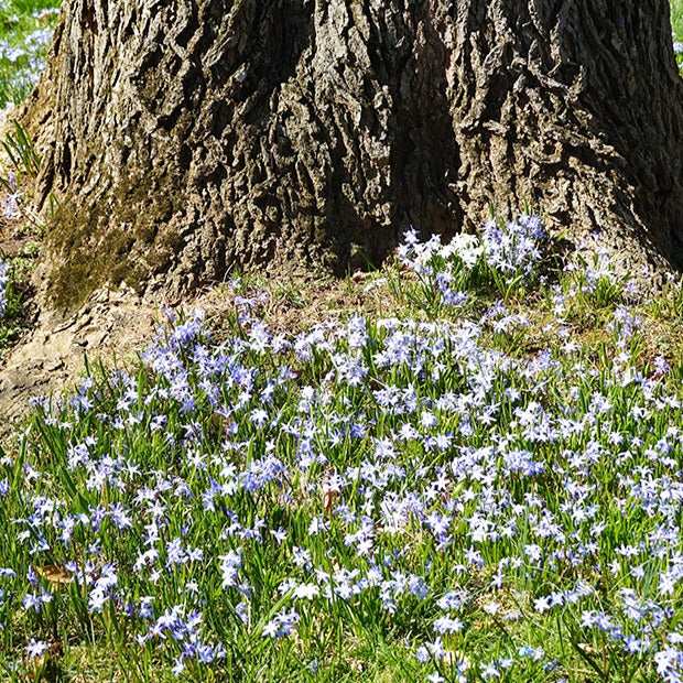 Bakker Gloire des neiges bleue 10 bulbes Blue Giant mars