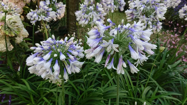 Passion Vivaces Agapanthus plante vivace pot 1L fleurs bleues