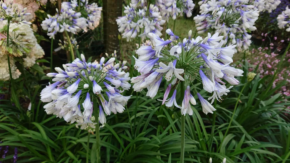 Passion Vivaces Agapanthus plante vivace pot 1L fleurs bleues
