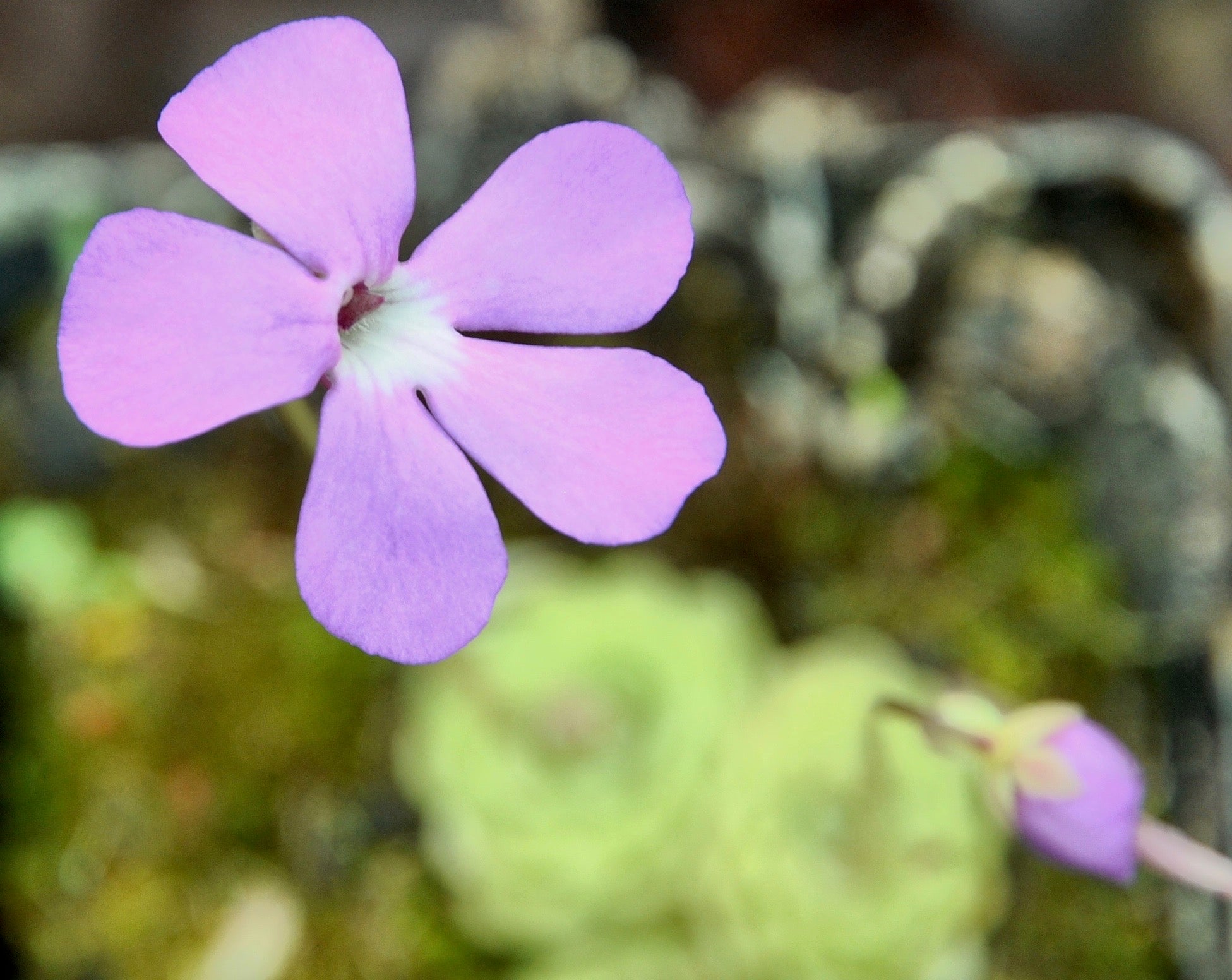 Carniflore Pinguicula ehlersiae ascension grassette pot 7cm rosette