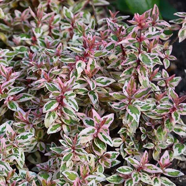 Bakker Abélia Pink Lady arbuste fleuri pot 3 L