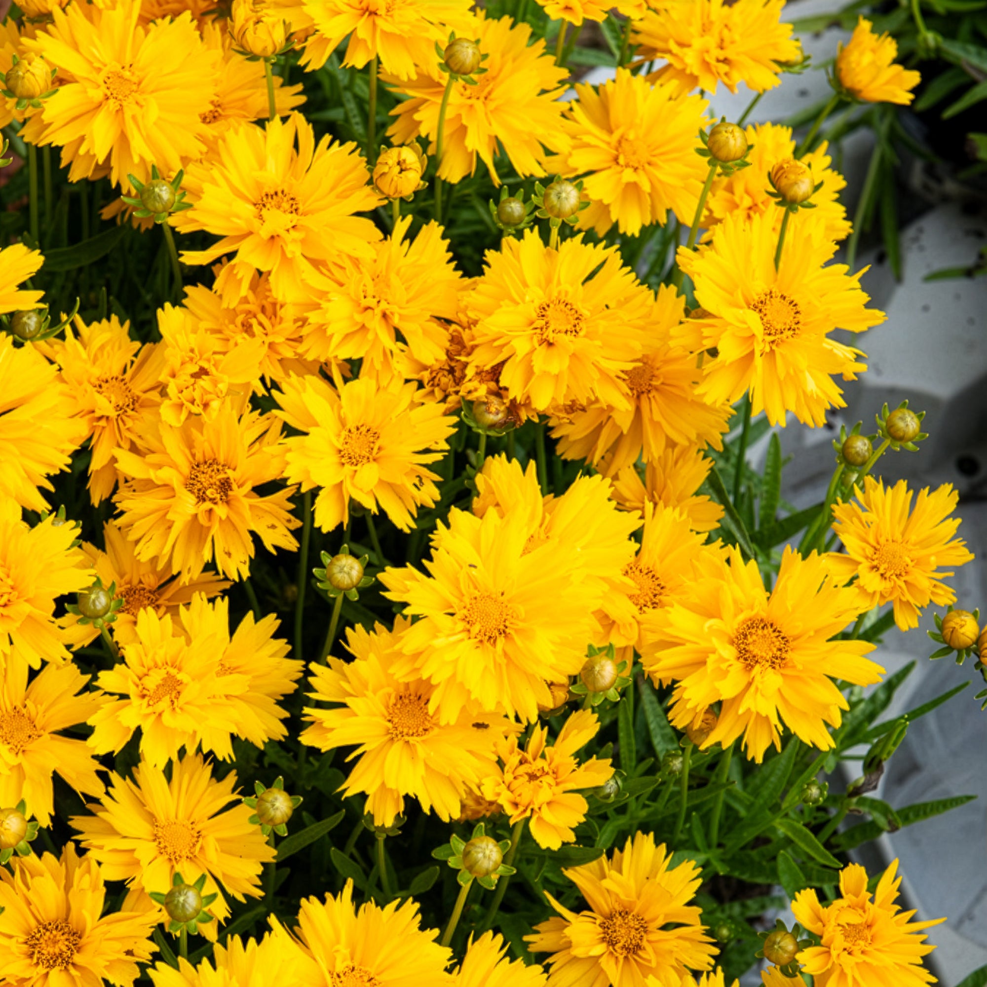 Bakker Coréopsis Sunray vivace jaune double pot 8cm