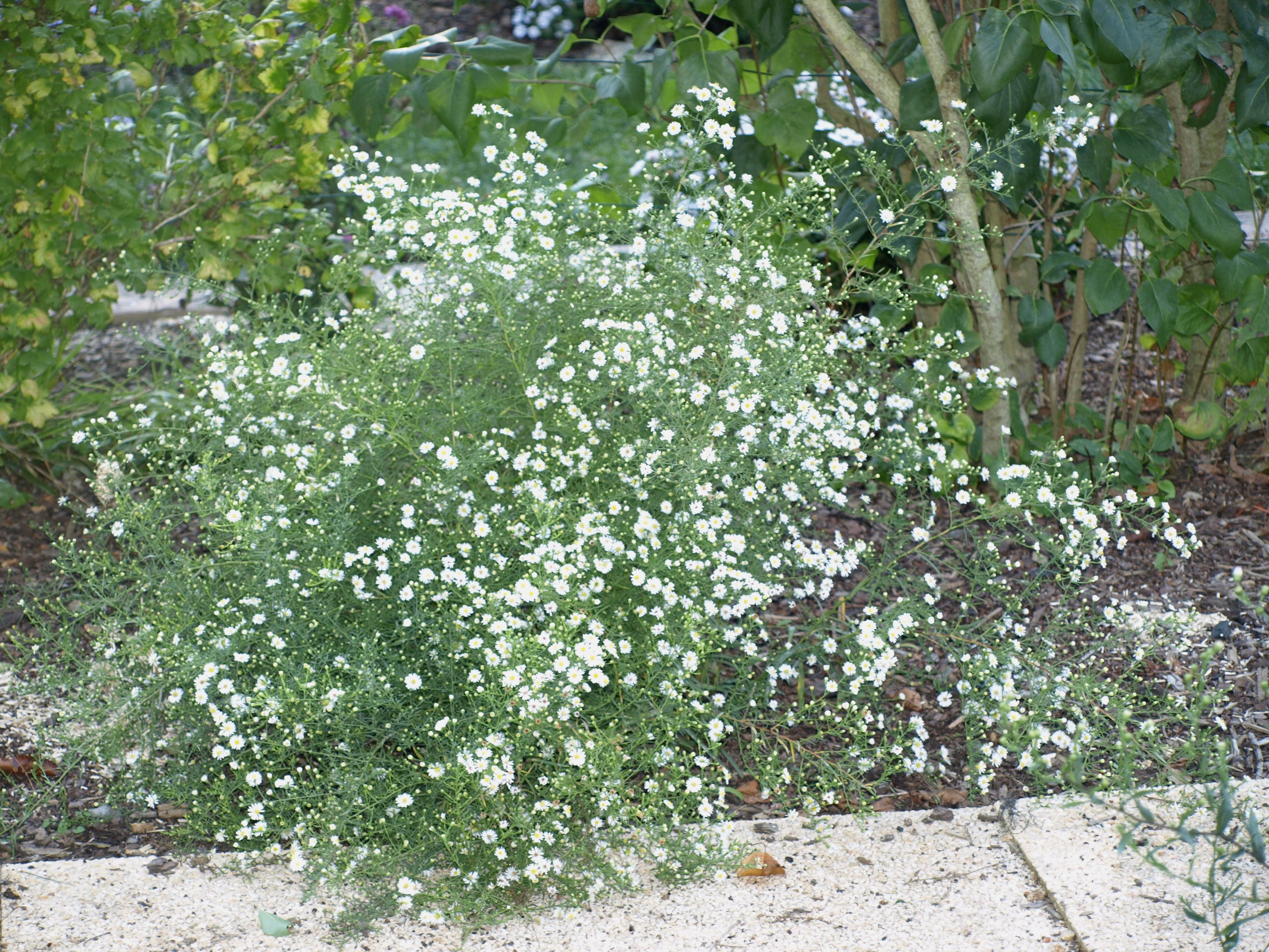 Passion Vivaces Aster Schneegitte plante godet blanc pur