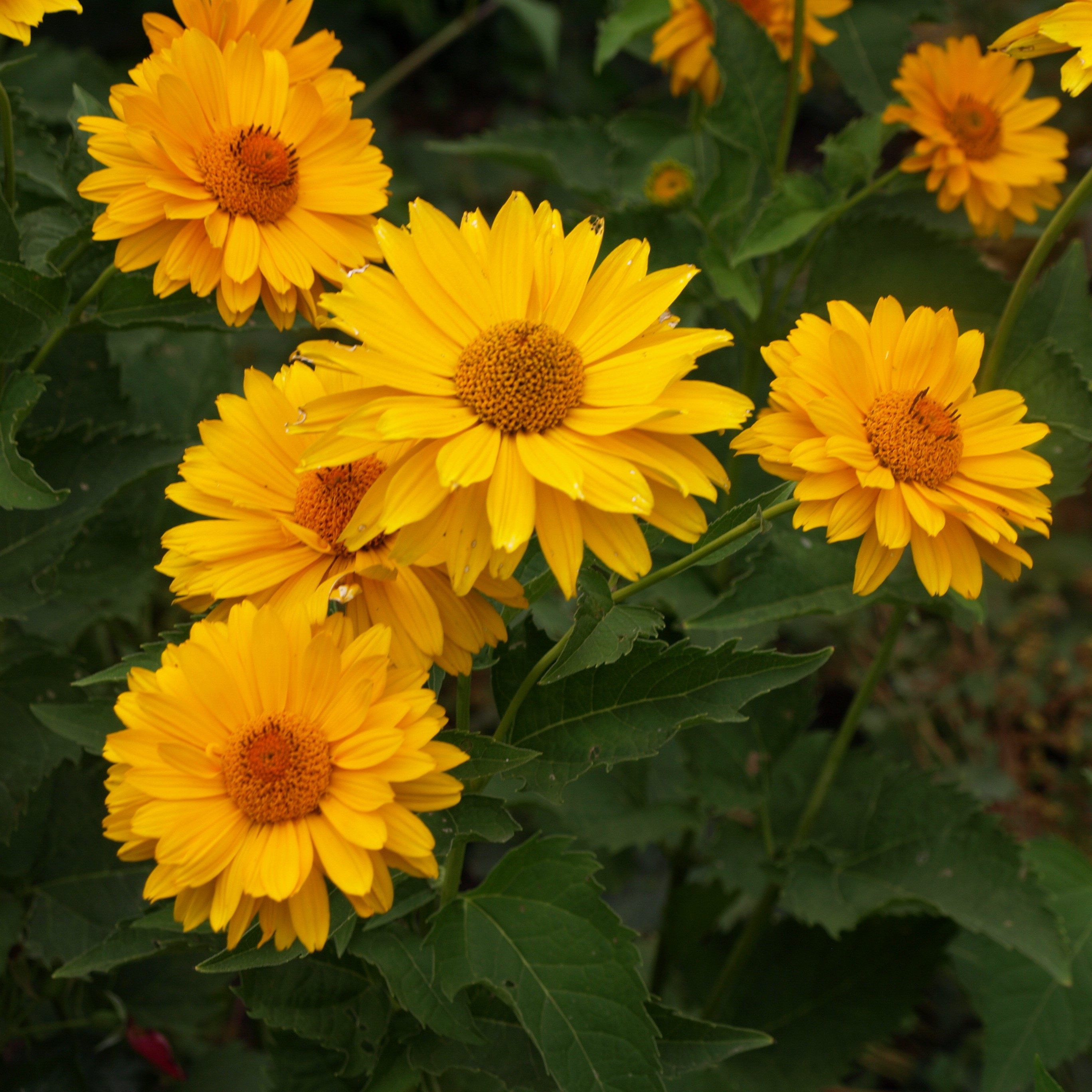 Passion Vivaces Heliopsis helianthoides Venus plante jaune pot 1L