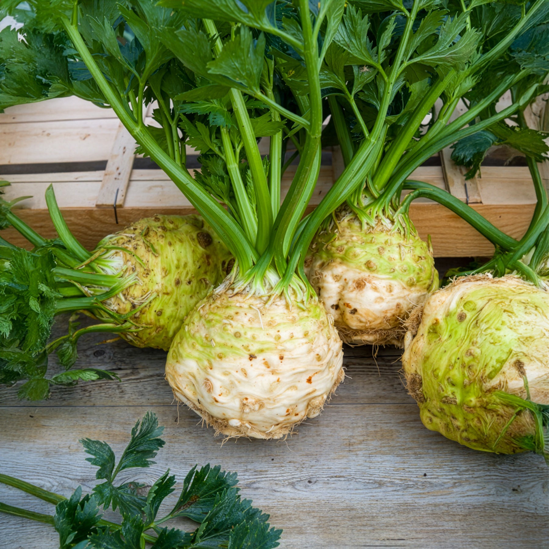 Bakker Céleri-rave Monarch plants potagers 6 pots chair fondante