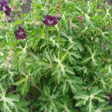 Passion Vivaces GERANIUM phaeum Lisa géranium pot 1 L violet ombre