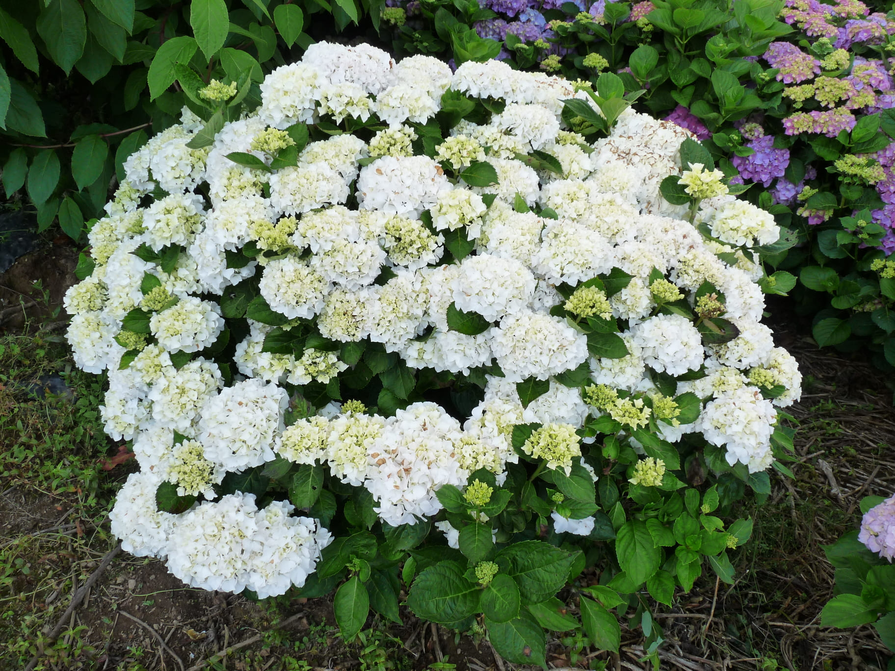 Les Hortensias du Haut Bois Madame Gilles Goujon hortensia boule