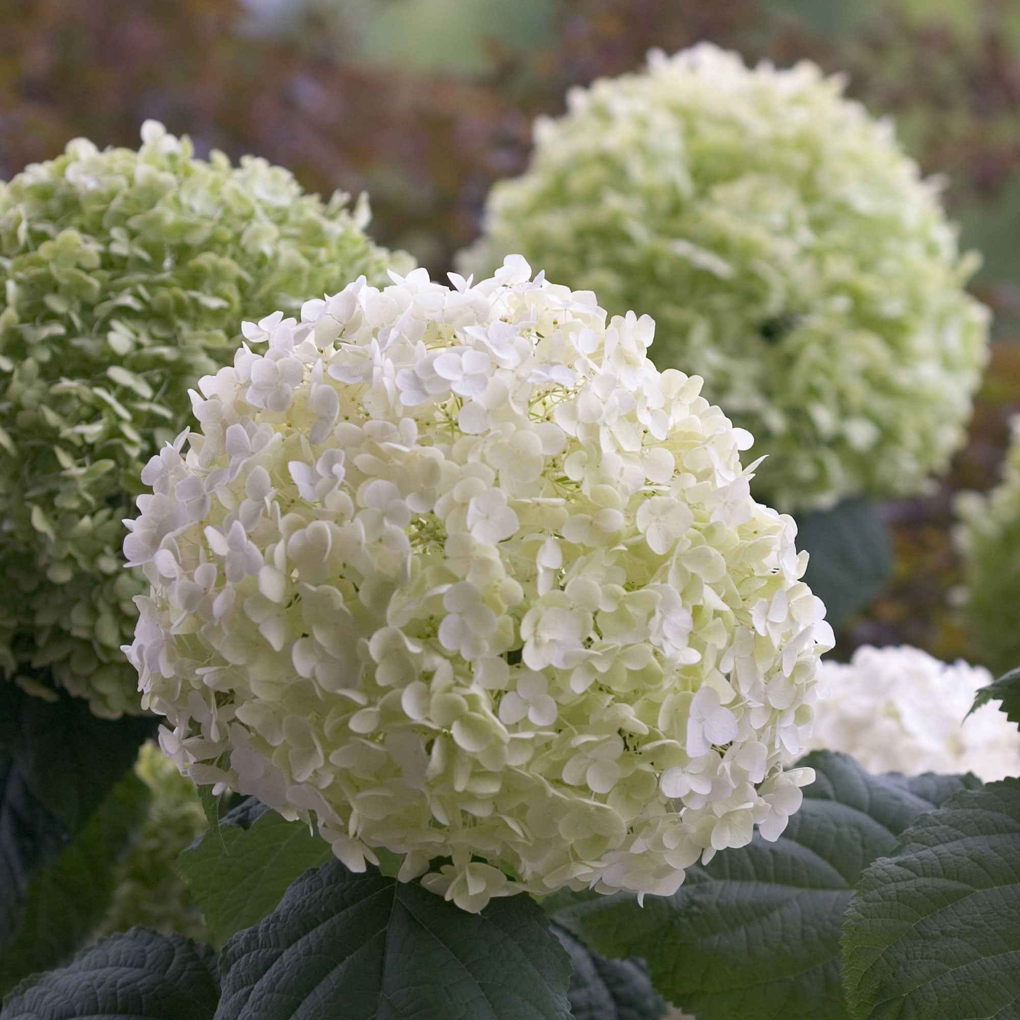 Bakker Strong Annabelle hortensia blanc pot 3L tiges rigides