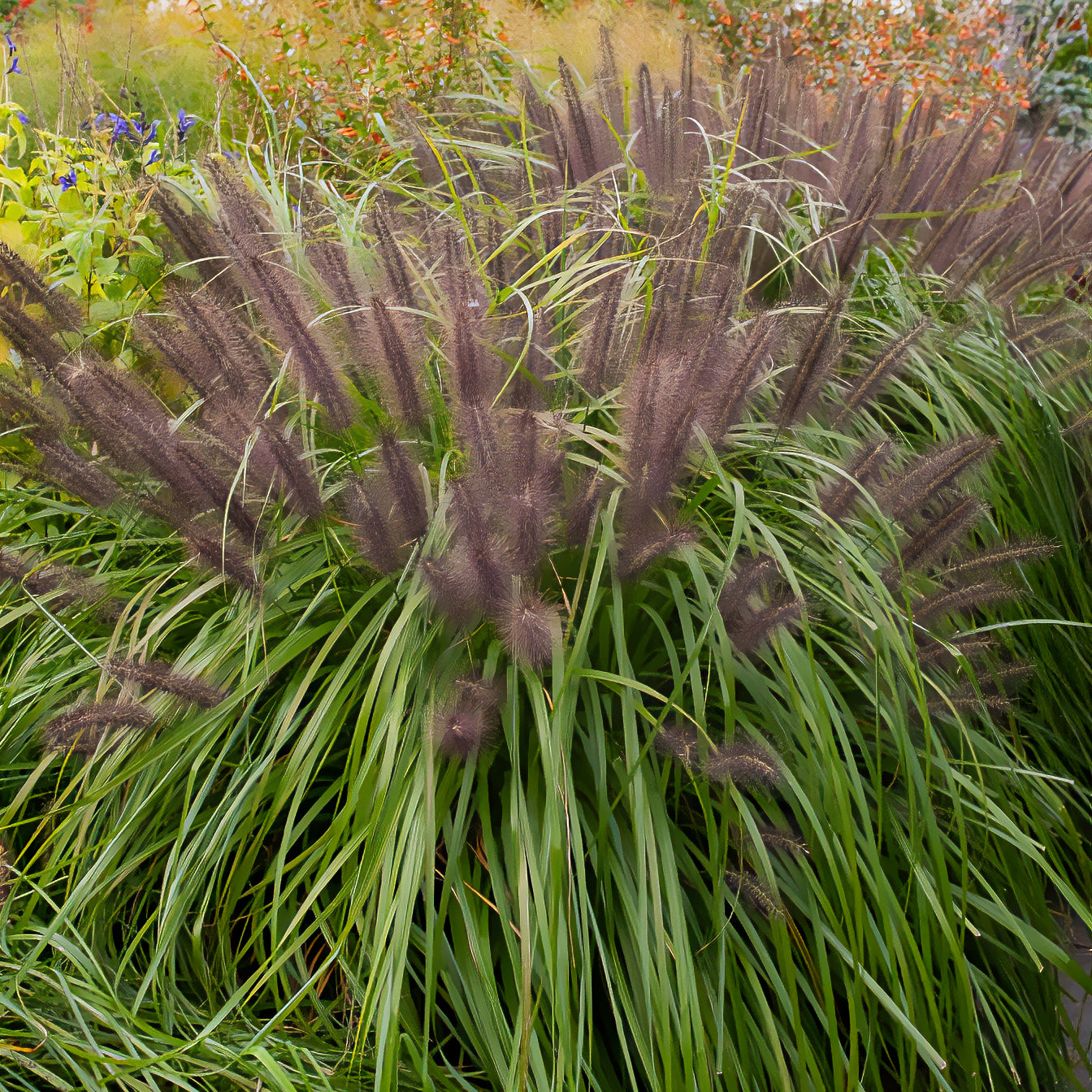 Bakker Plantes extérieur Pennisetum Moudry graminée pot 9cm violet