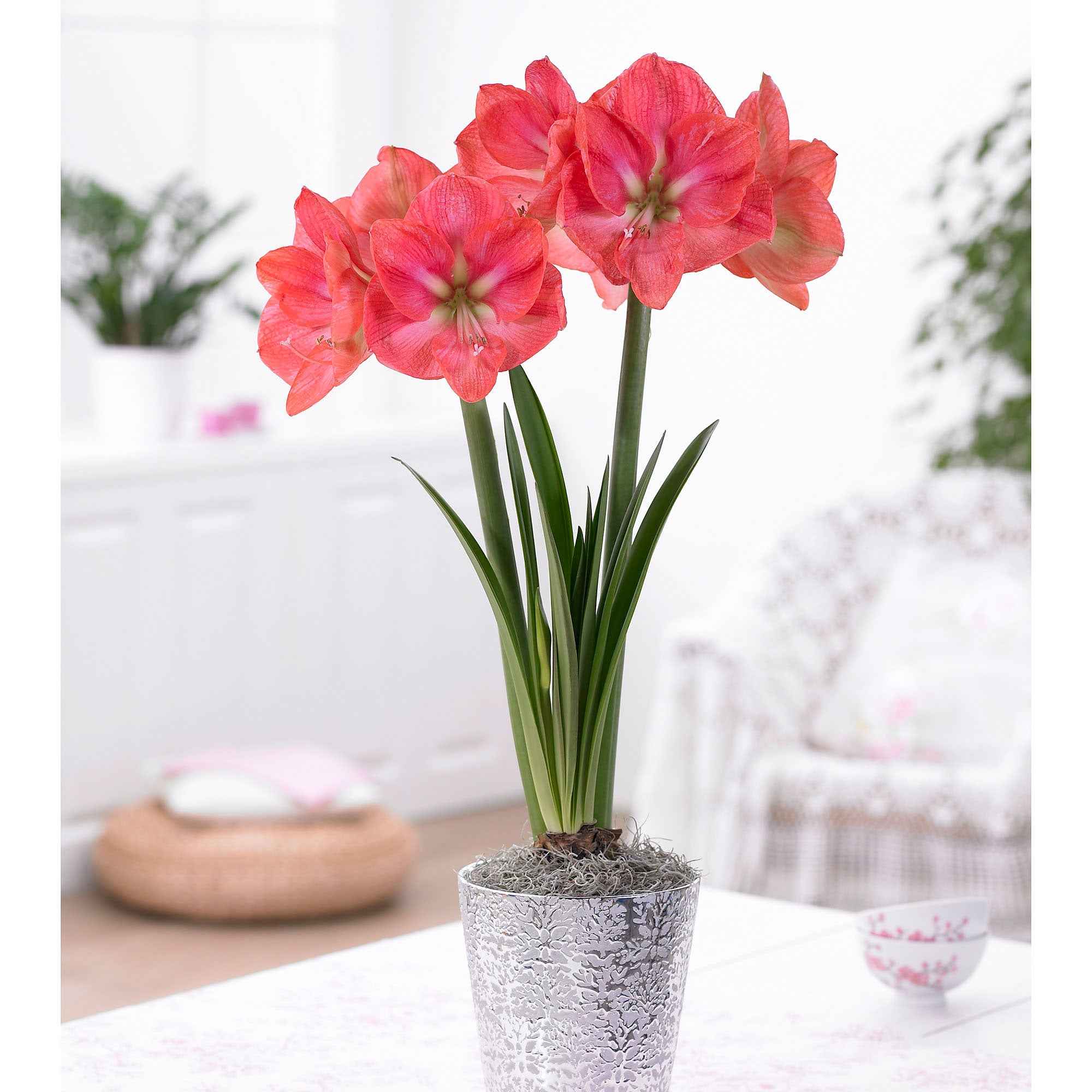 Bakker Amaryllis Exposure bulbe multicolore 1 bulbe pot