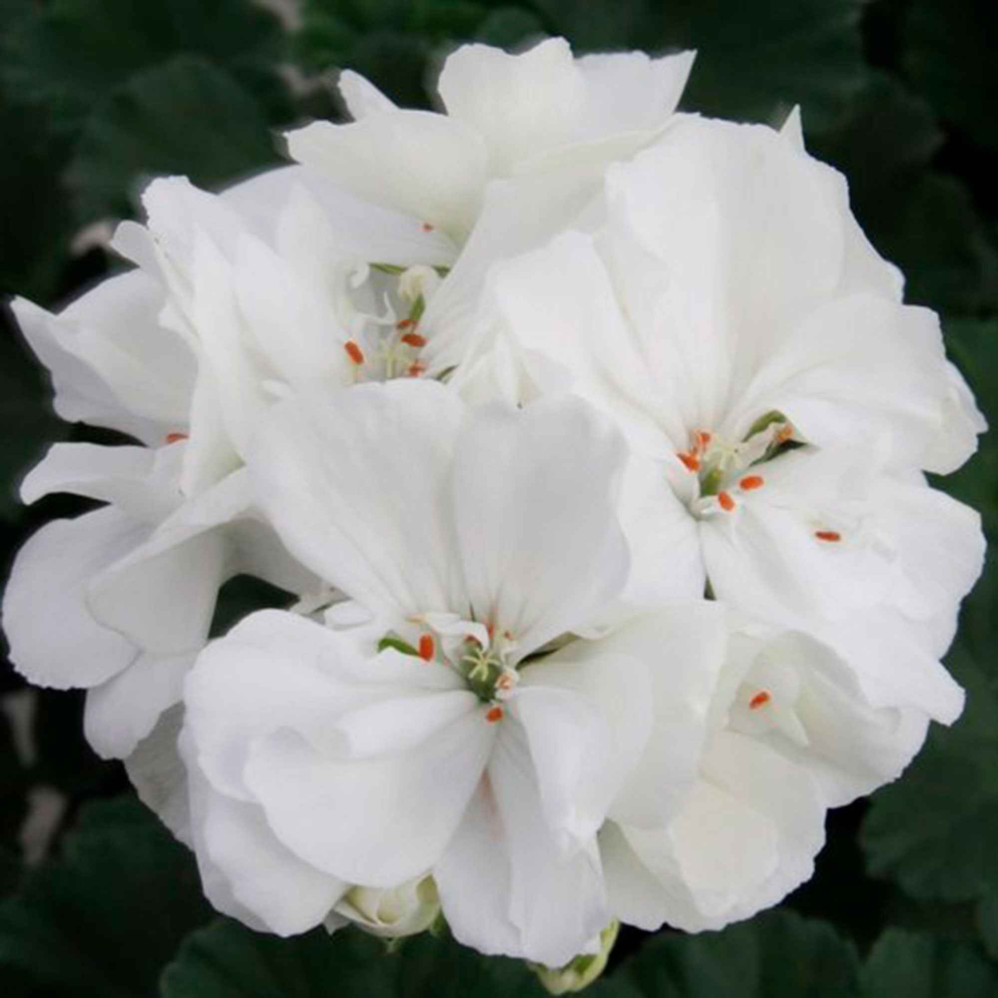 Bakker Géraniums à massifs blancs géranium 3 pots 10,5cm été