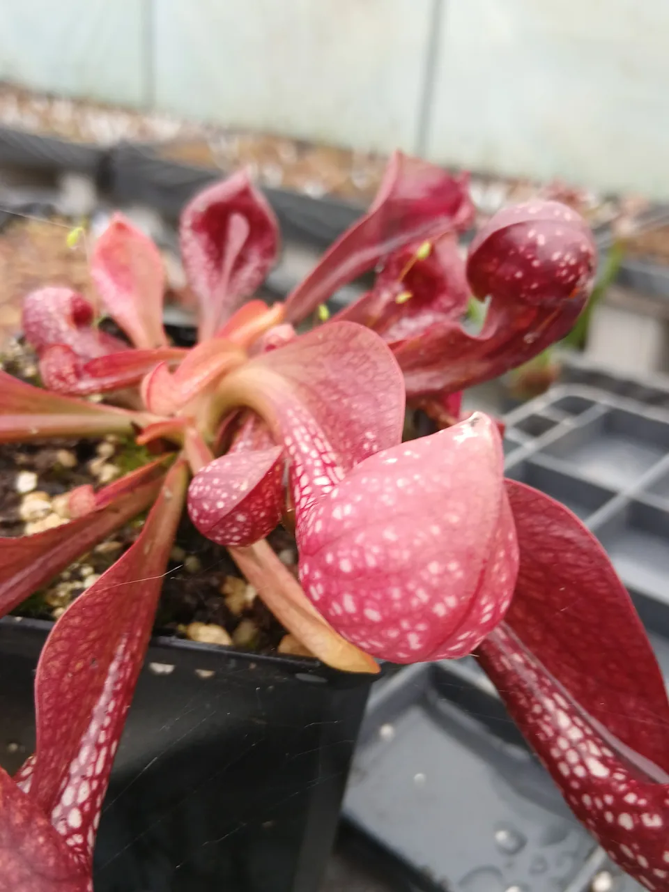 Carniflore Sarracenia psittacina okefenokeensis 1 point