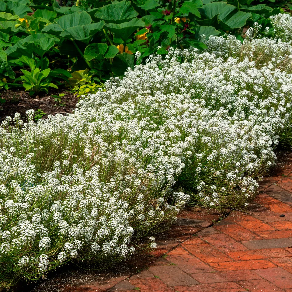 Bakker Alysse odorant plante terrasse pot Ø 10,5 cm fleur blanche