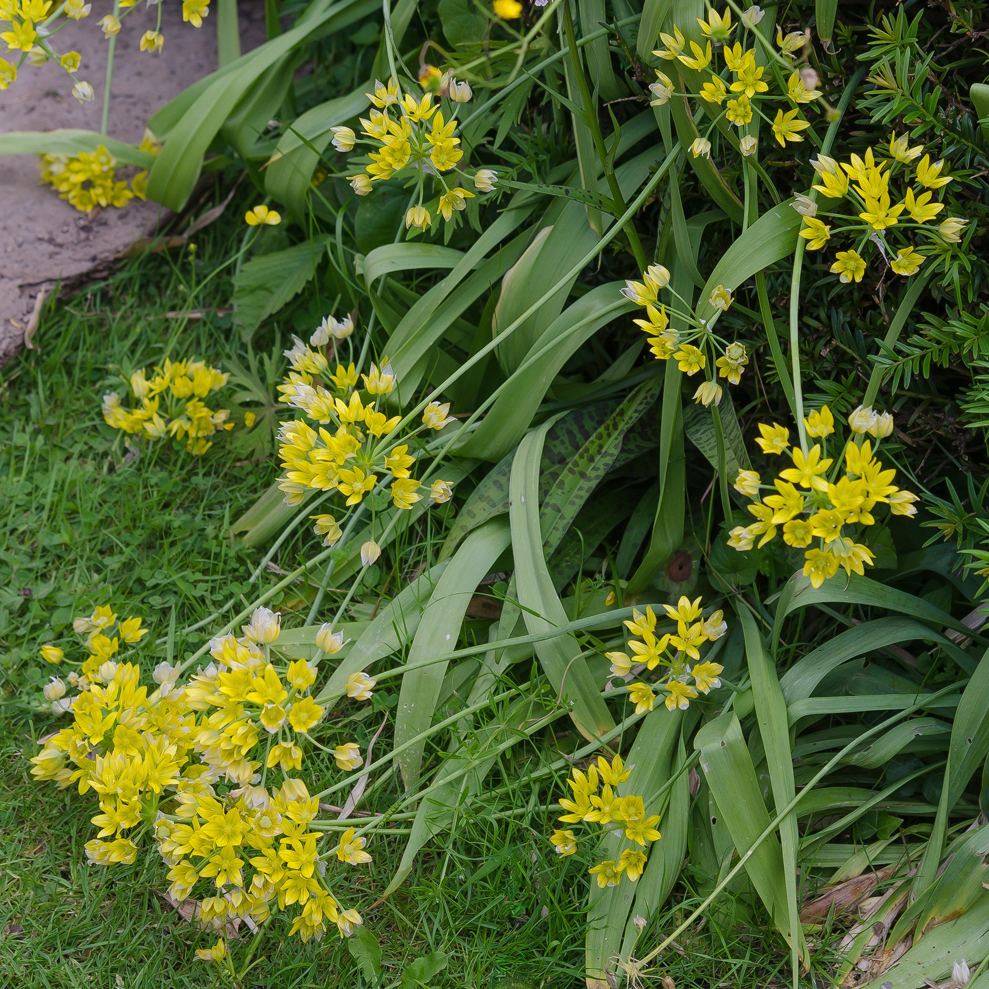 Bakker Allium doré bulbes sachet 50 bulbes jaune 25cm