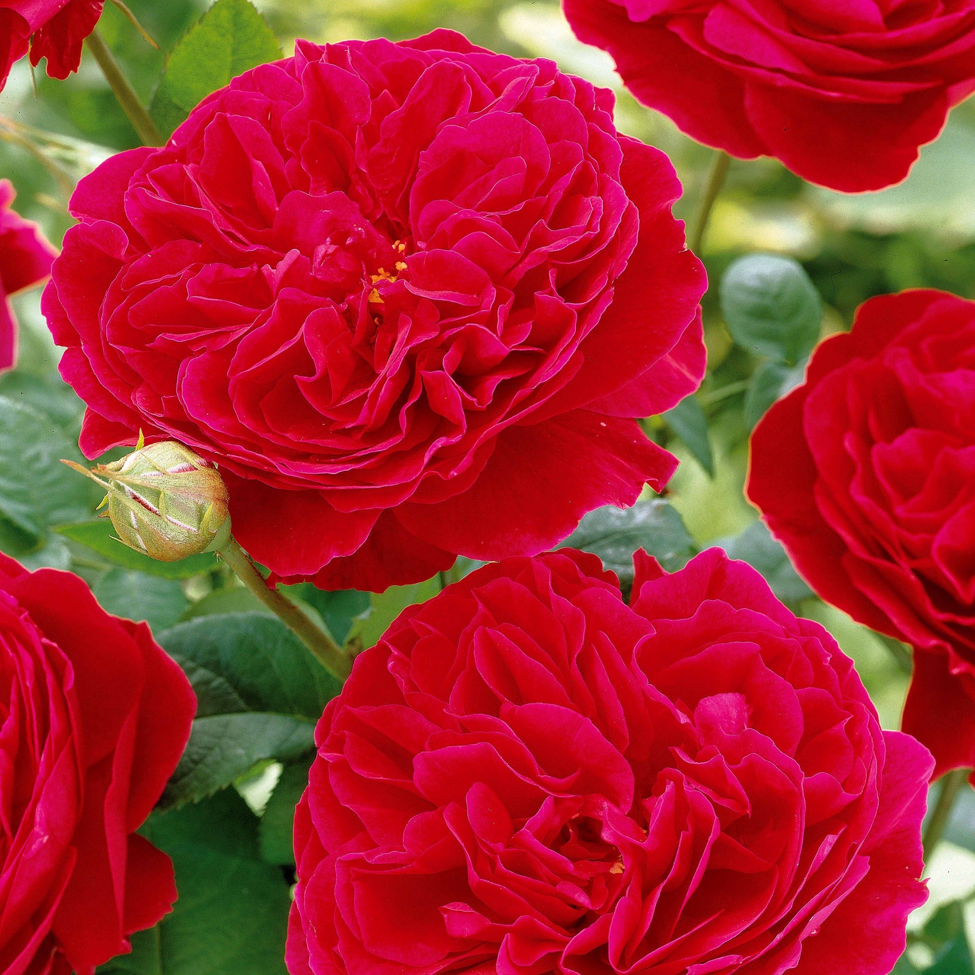 Bakker Rosiers Red Leonardo da Vinci rosier pot 4L rouge ADR