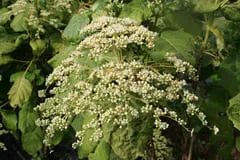 Les Hortensias du Haut Bois Sikokiana Hydrangea aspera hortensia fleurs plates