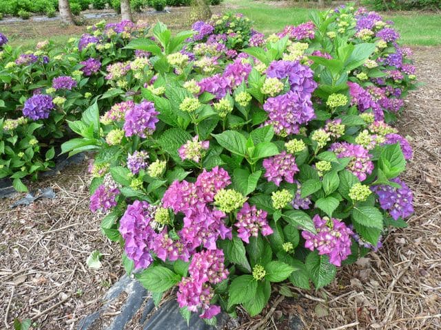 Les Hortensias du Haut Bois Brugg hortensia fleurs rondes godet