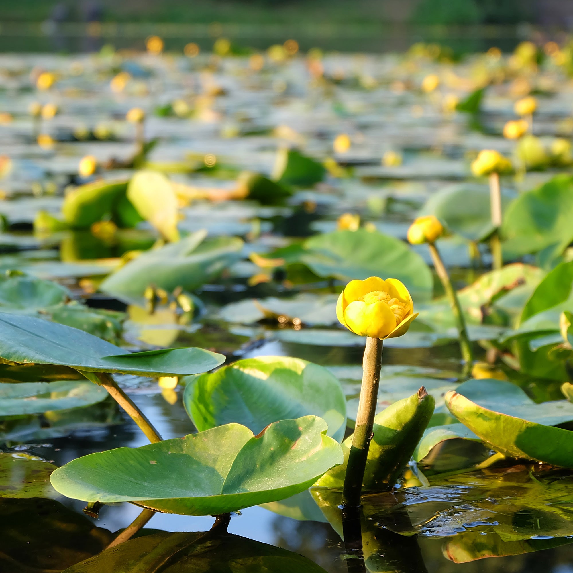 Bakker Bassin Nénuphar commun Nuphar lutea pot Ø 9cm jaune