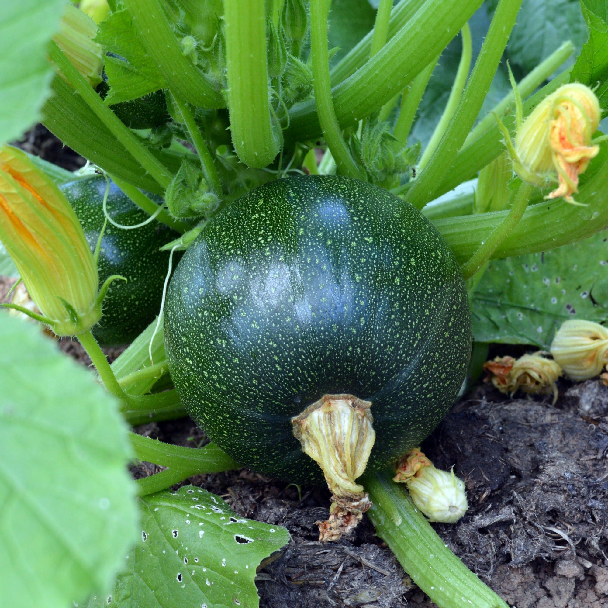 Bakker Eight Ball F1 courgette graine sachet 7 ronde à farcir
