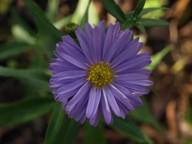 Passion Vivaces Aster novi-belgii Ada Ballard vivace godet bleu