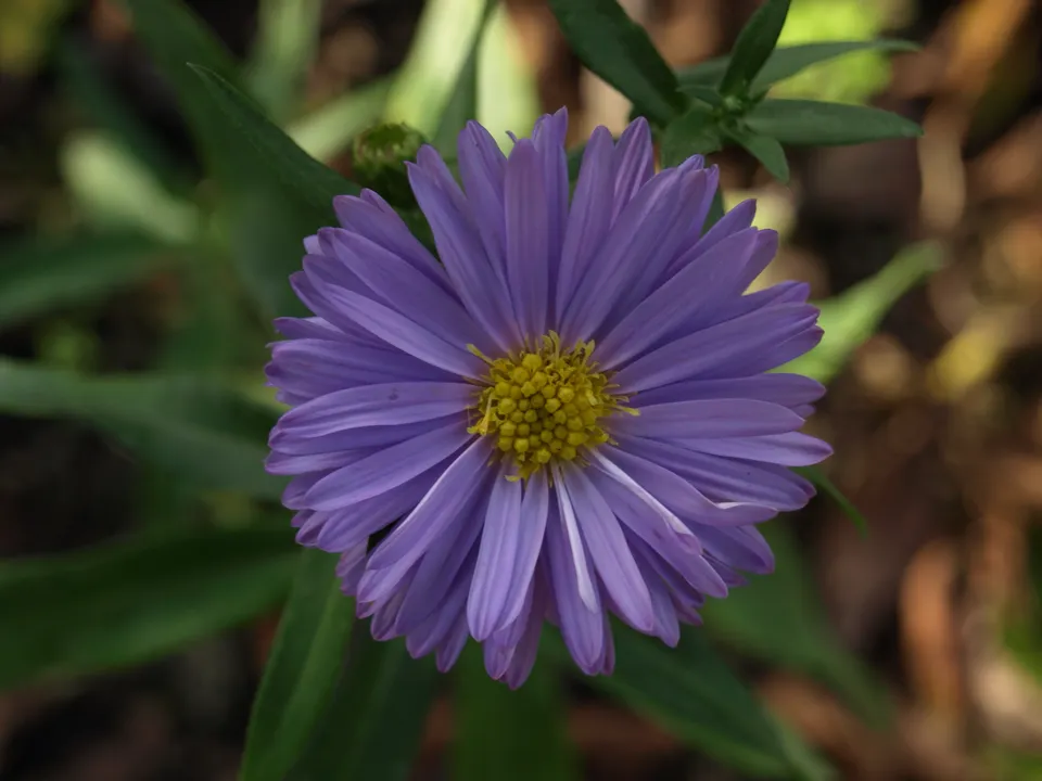 Passion Vivaces Aster novi-belgii Ada Ballard vivace godet bleu