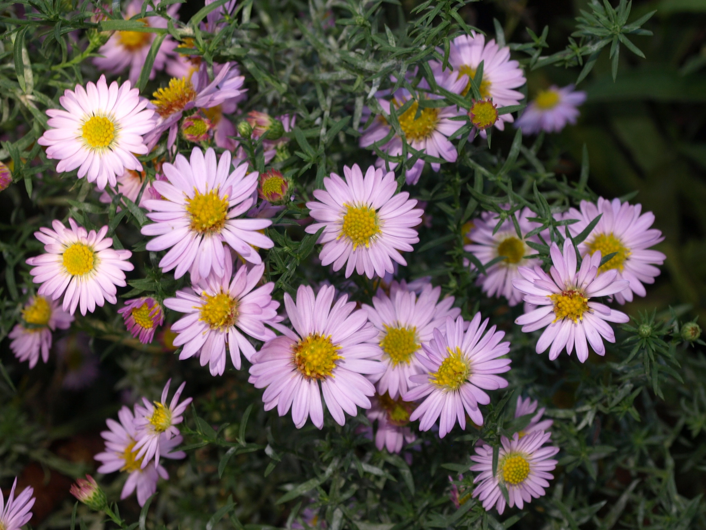 Passion Vivaces Aster Rosalind pilosus vivace godet rose pâle