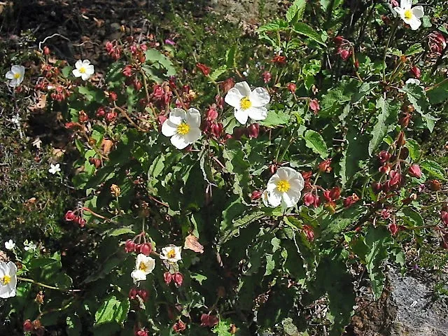 Passion Vivaces Cistus populifolius arbuste pot 3L fleurs blanches