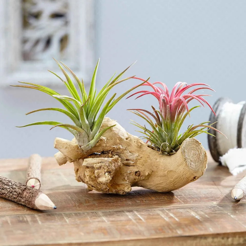 Bakker Tillandsias plante aérienne kit sur bois vert