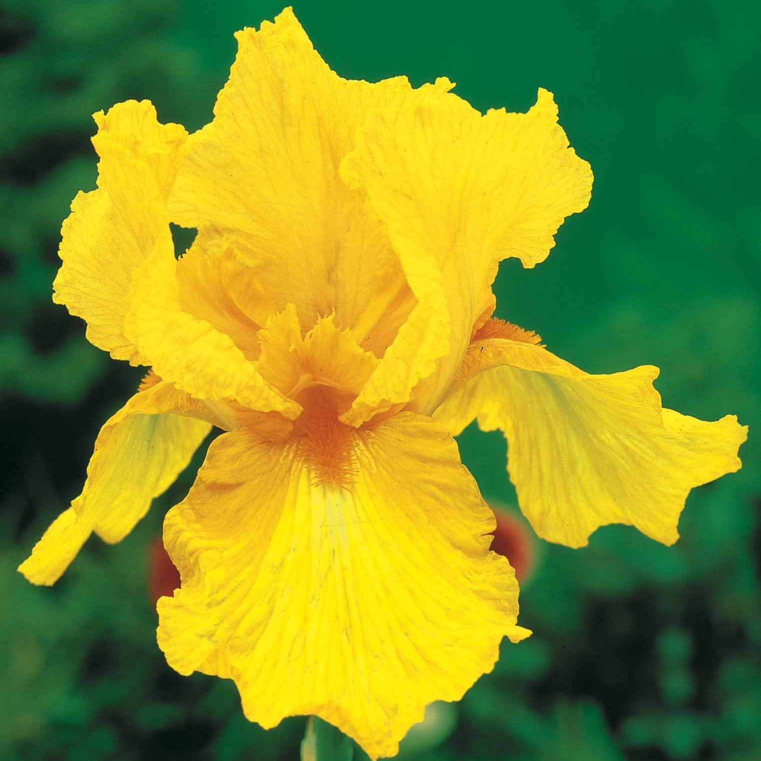 Bakker Iris Sangreal iris de jardin jaune lot de 2