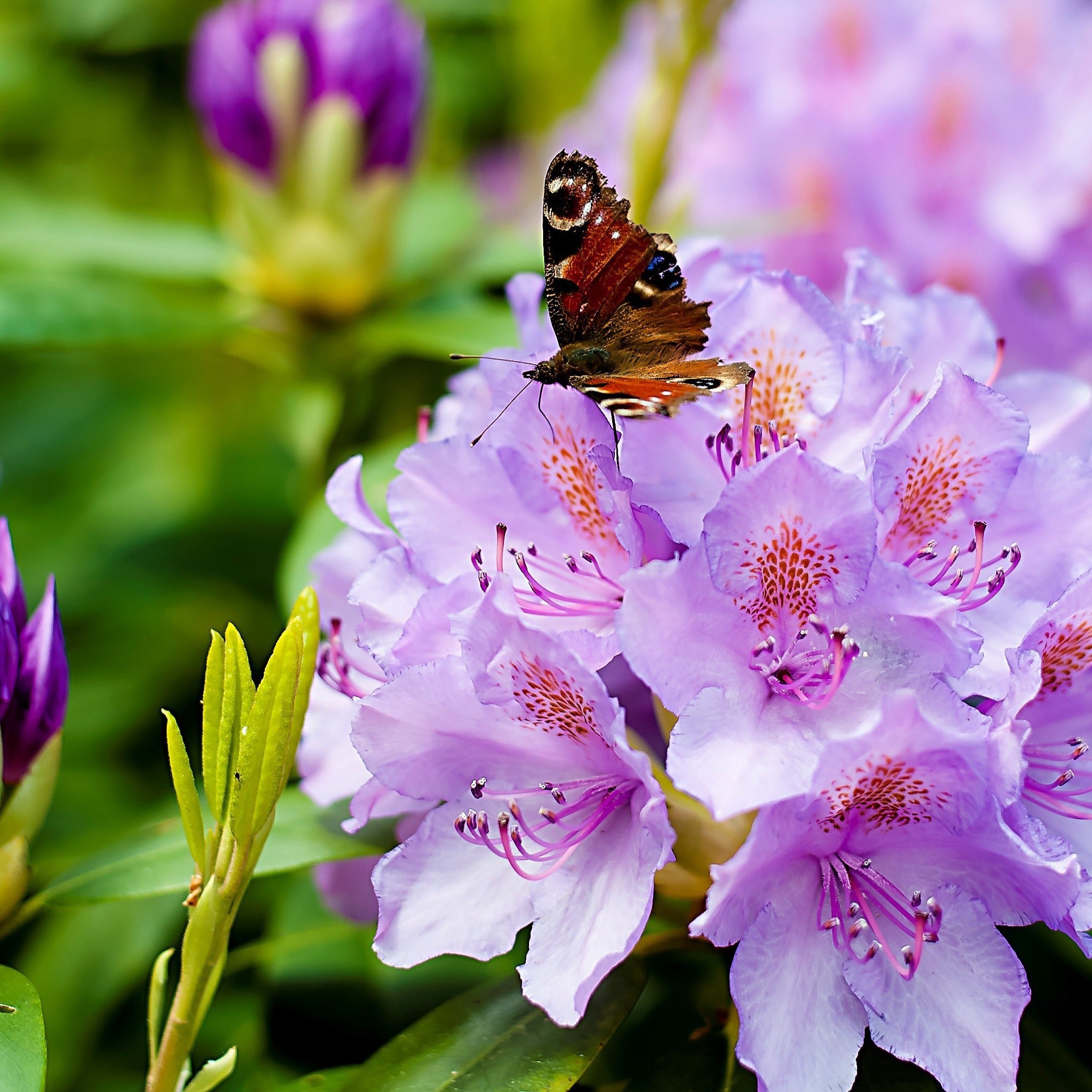 Bakker Rhododendron Catawbiense Grandiflorum pot 3L violet