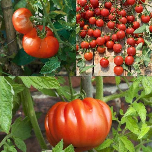 Bakker Collection 9 plants de tomates classiques potager 9 plants Ø10,5cm
