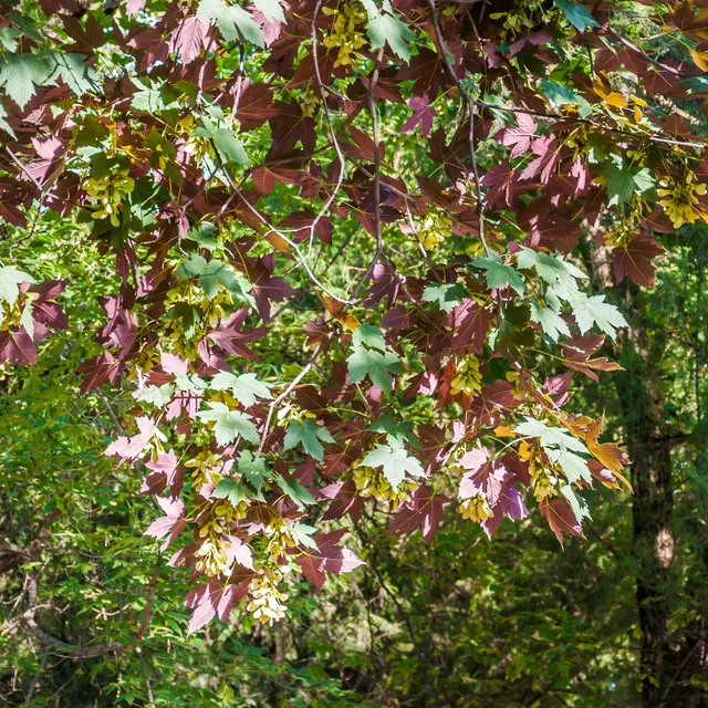Bakker Érable sycomore Atropurpureum arbre pot 2L 100-150cm