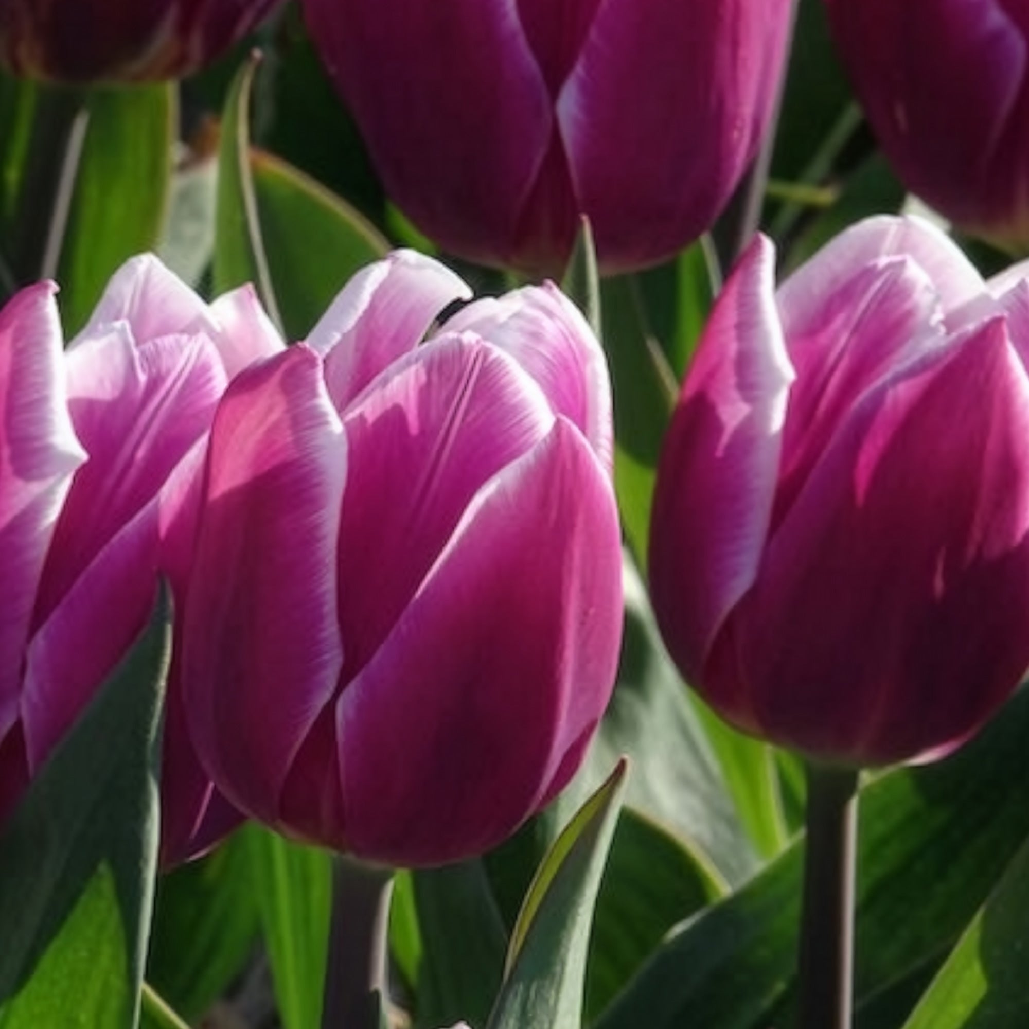 Bakker Tulipe Synaeda Blue bulbe triomphe violet x7