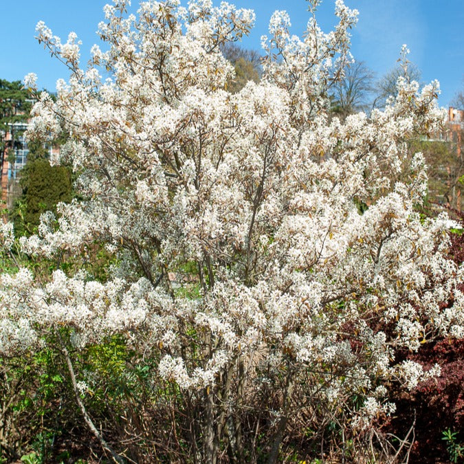 Bakker Amélanchier de Lamarck arbuste pot 2L fleur blanche